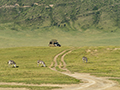 Driving in the Ngorongoro Crater