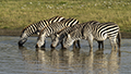 Common Zebra