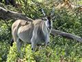 Eland