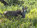 Eland