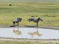 Wildebeest and Common Zebra