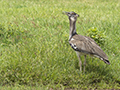 Kori Bustard