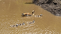 Egyptian Goose and Goslings