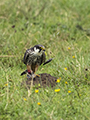 Peregrine Falcon