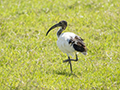 African Sacred Ibis