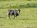 Eland