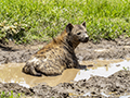 Spotted Hyena