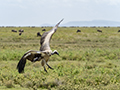 Ruppell's Griffon Vulture