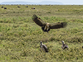 Ruppell's Griffon Vulture