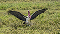 Marabou Stork