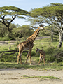 Maasai Giraffe and Calf