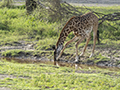 Maasai Giraffe