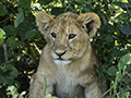 Lion Cub