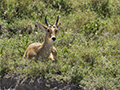 Bohor Reedbuck