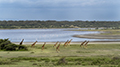 Maasai Giraffe