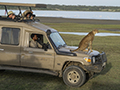 Cheetah on Land Rover