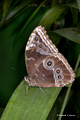 Blue Morpho