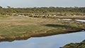 Zebra and Wildebeest