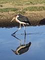 Marabou Stork