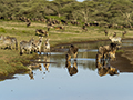 Zebra and Wildebeest