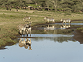 Zebra and Wildebeest