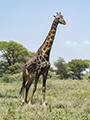 Maasai Giraffe