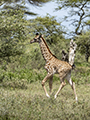 Maasai Giraffe