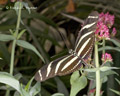 Zebra Longwing