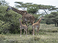 Maasai Giraffe