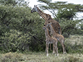 Maasai Giraffe