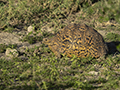 Leopard Tortoise