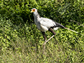 Secretary Bird