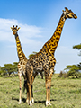 Maasai Giraffe