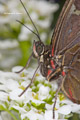 Blue Morpho