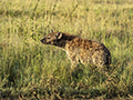 Spotted Hyena