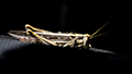 African Migratory Locust