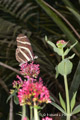 Zebra Longwing