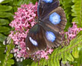 Great Eggfly (Blue Moon Butterfly)