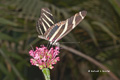 Zebra Longwing