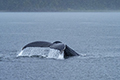 Humpback Whale