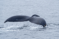 Humpback Whale