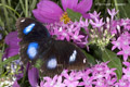 Great Eggfly (Blue Moon Butterfly)