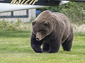 Coastal Brown Bear