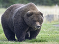 Coastal Brown Bear