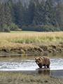 Coastal Brown Bear