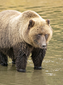 Coastal Brown Bear