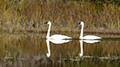 Trumpeter Swans