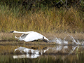 Trumpeter Swans