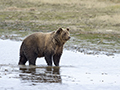 Coastal Brown Bear