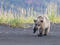 Coastal Brown Bear Cub